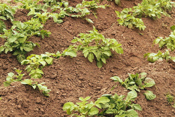 Rustic καλλιεργήσιμες εκτάσεις με ωρίμανση πατάτας. Καλλιέργεια βιολογικών λαχανικών φιλικών προς το περιβάλλον. Εύφορο έδαφος μαύρης γης και πράσινα φρέσκα φύλλα - Φωτογραφία, εικόνα