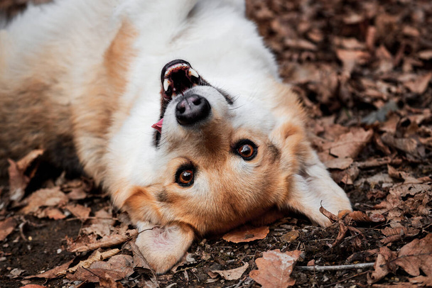 Uroczy czerwony Walijski corgi Pembroke leży jesienią żółte liście w lesie w polanie i uśmiechy. Słodki mały pies rasy jest jak lis. Owczarek angielski. - Zdjęcie, obraz