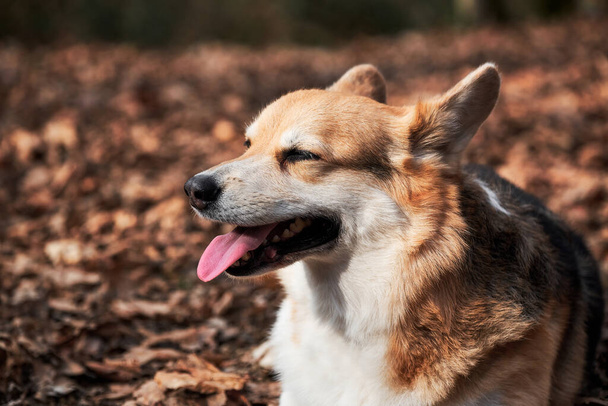魅力的なペンブロークウェールズのコーギーの肖像画を閉じます。森の中の新鮮な空気の中で自然の中で犬と一緒に歩きます。英語羊飼いの犬の品種は世界で最も小さい. - 写真・画像