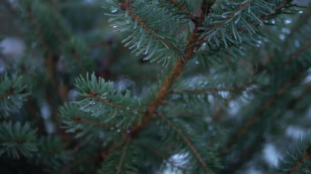 Evergreen çam ağacı dalları ve iğneleri - Video, Çekim
