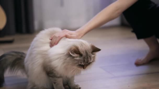 Donna che dà piccolo cibo al gatto sul pavimento dalla sua mano - Filmati, video