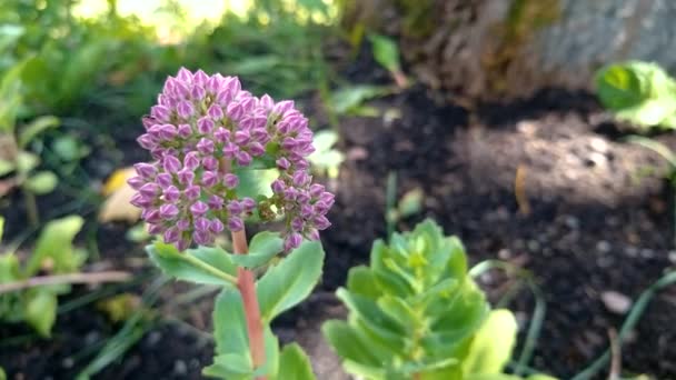 Planta brilhante com inflorescências de flores de sedum - Filmagem, Vídeo