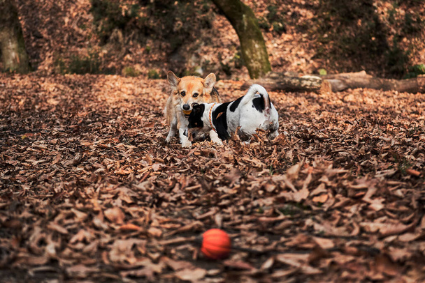 Smooth haired Jack Russell Terrier and charming young Welsh corgi Pembroke tricolor color runs through autumn forest and plays with ball. Two English breeds of dogs hunting and herding play together. - Photo, Image