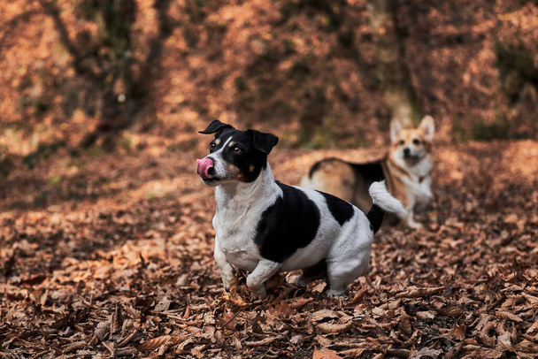 Preto e branco de cabelos lisos Jack Russell Terrier e encantador jovem corgi galês Pembroke cor tricolor sentar na floresta de outono para caminhar. Duas raças inglesas de cães estão caçando e pastoreio. - Foto, Imagem