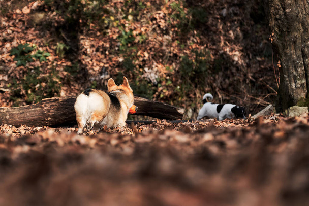 Pürüzsüz saçlı Jack Russell Terrier ve alımlı genç Galli Corgi Pembroke üç renkli renk sonbahar ormanlarında koşuyor ve topla oynuyor. İki İngiliz köpeği birlikte avlanır ve sürü güder.. - Fotoğraf, Görsel