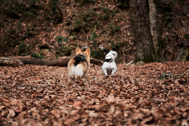 Μαύρο και άσπρο λείο μαλλιά Jack Russell Terrier και Ουαλίας Corgi Pembroke χρώμα τρίχρωμος τρέχει γρήγορα μέσα από το δάσος. Περπατήστε με δύο σκυλιά στο δάσος φθινόπωρο. Κυνήγι και βόσκηση βρετανική φυλή σκυλιών. - Φωτογραφία, εικόνα