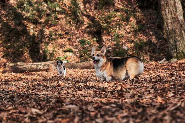 Czarno-białe gładkie włosy Jack Russell Terrier i walijski corgi Pembroke tricolor kolor szybko przebiegają przez las. Spacer z dwoma psami w jesiennym lesie. Polowanie i hodowla brytyjskiej rasy psów. - Zdjęcie, obraz