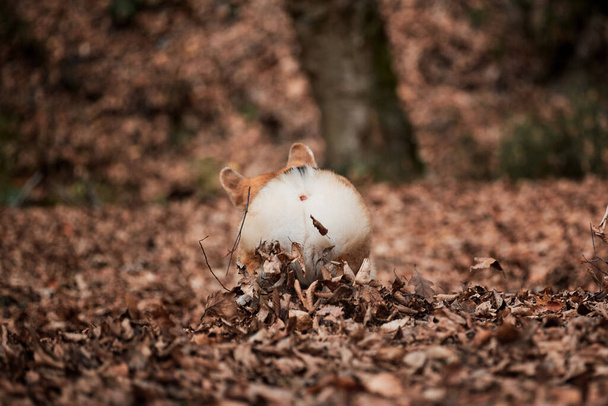 Brytyjski pies królowej. Widok futrzanego tyłka trójkolorowego Pembroke Welsh corgi. Urocze corgi biegnie przez las i cieszy się życiem. - Zdjęcie, obraz