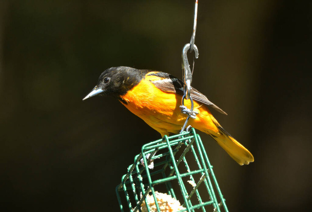 Baltimore Oriole erkek kuşu süet besleyicide - Fotoğraf, Görsel