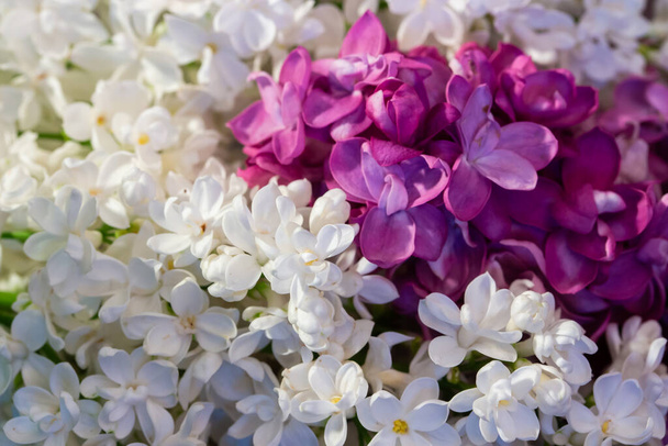 Bloemen syringa wit en lila kleur, achtergrond close-up. Verse natuurlijke lente syringa bloem - Foto, afbeelding