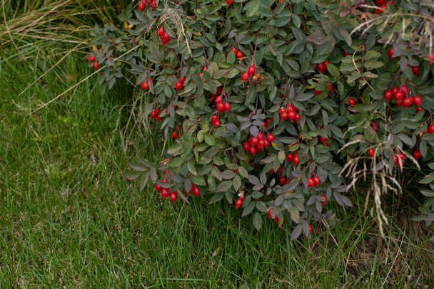 Rosas vermelhas maduras penduradas no chão. Arbusto de quadril rosa verde, planta medicinal outono - Foto, Imagem