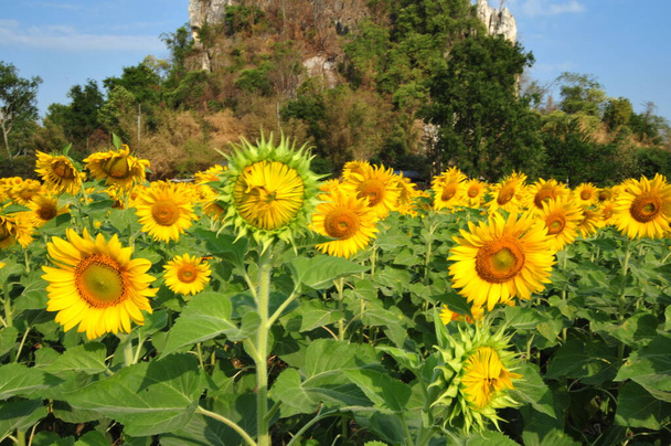 Eine Sonnenblumenfarm mit blühenden Blumen an einem strahlenden Tag. Unklarer Hintergrund - Foto, Bild
