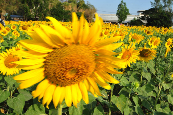 Una granja de girasoles con flores florecientes en un día brillante y brillante. Fondo borroso - Foto, imagen