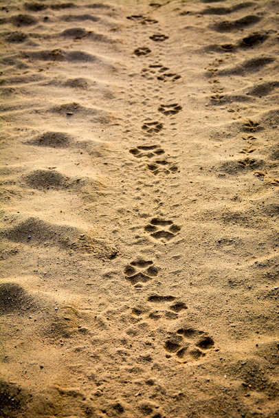 Zvířecí stopa v poušti - Fotografie, Obrázek