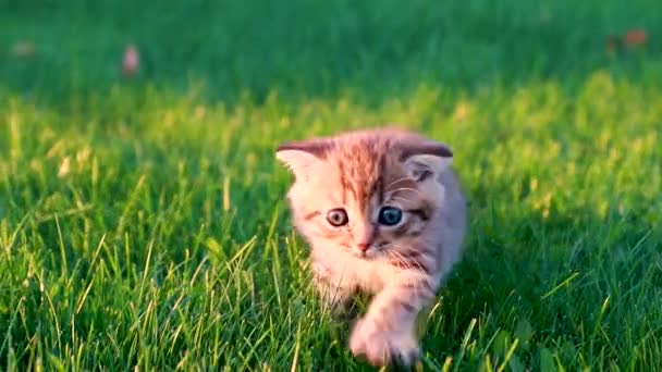 pequeño rojo gatito sneaks caminar en el verde hierba en el marco close-up borrosa fondo - Metraje, vídeo