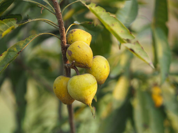 персиковый желтый фрукт на дереве в саду на размытом природном фоне - Фото, изображение