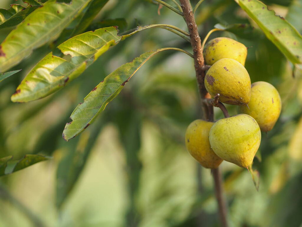 persikka keltainen hedelmä puussa puutarhassa hämärtynyt luonto tausta - Valokuva, kuva