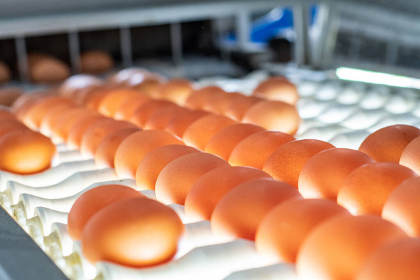 Frische Eier aus dem eigenen Land. Bio-Lebensmittel. Hühnerei-Farm. Industrielle Verpackung von Eiern. - Foto, Bild