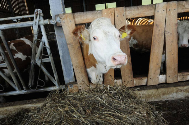 σίτιση των βοοειδών στο στάβλο, κτηνοτροφία στη γεωργία - Φωτογραφία, εικόνα