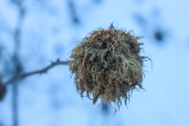 Hay crecimientos en forma de bola en la rama de mora silvestre. El crecimiento es una reminiscencia de pequeños pelos de raíz. Raíces. Nieve en el fondo. - Foto, imagen
