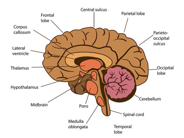 Векторні ізольовані ілюстрації компонентів мозку в голові людини. Людський мозок детальна анатомія
. - Вектор, зображення