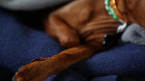 Közelkép a kutyák szájkosaráról. Egy fajtiszta kisállat mélyen alszik. Miniatűr pinscher. - Felvétel, videó