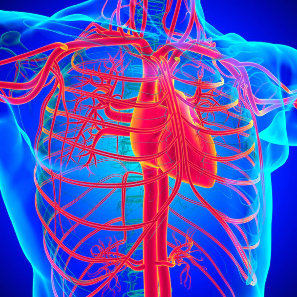 Coeur humain avec anatomie du système circulatoire pour le concept médical Illustration 3D - Photo, image