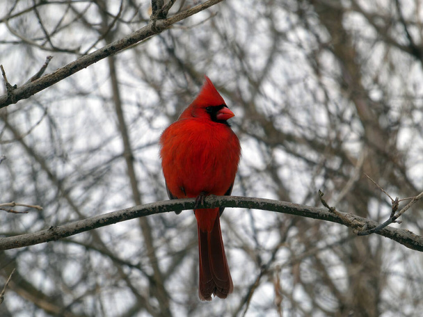 Red male cardinal cardinal bird sitting on branch - Фото, изображение