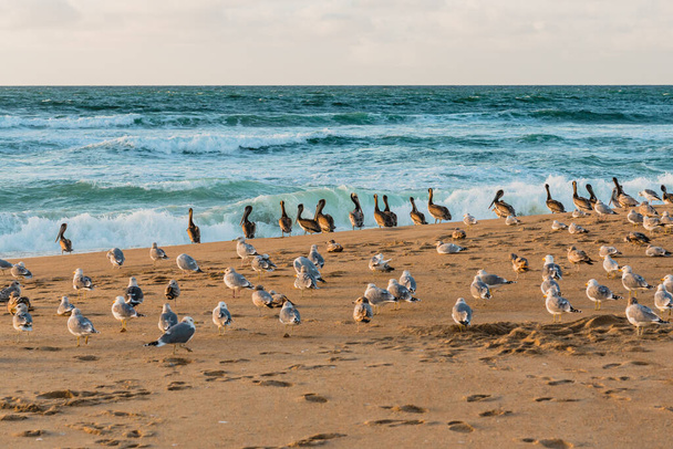 Stado ptaków morskich na plaży, kolonia pelikanów i mew, California Central Coast - Zdjęcie, obraz