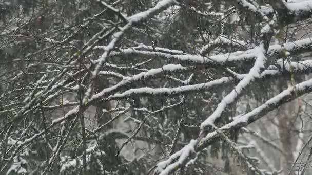 зимний лес в снегу. Сильный снегопад. Деревья в снегу. Красивый пейзаж. Стволы и ветви деревьев. - Кадры, видео