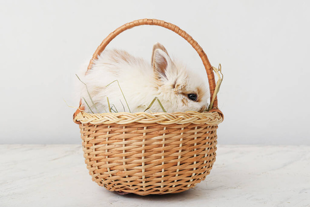 Милый кролик в плетеной корзине на белом фоне - Фото, изображение