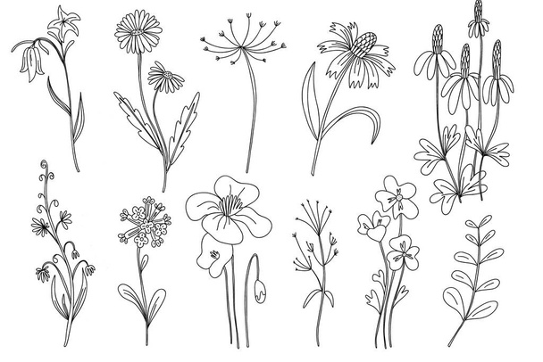 Wild flowers set. Hand drawn line black flowers, herbs and leaves, stem and petals. Herbal and meadow plant collection, decor floral elegant elements. Vector isolated botanical illustration - Vektör, Görsel