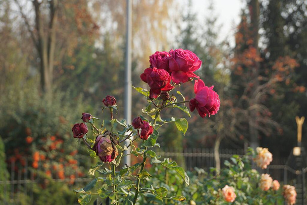 de nombreuses roses rouges en fleurs sur un buisson vert dans le jardin d'été - Photo, image