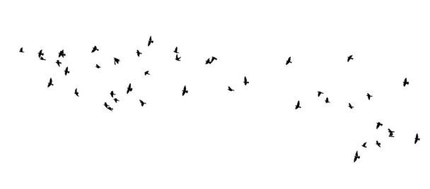 Lentäviä lintuja. Vektoriesimerkki - Vektori, kuva