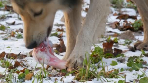 Mooie grote witte hond knabbelt en eet een enorm bot op de sneeuw in het park van dichtbij bekijken - Video