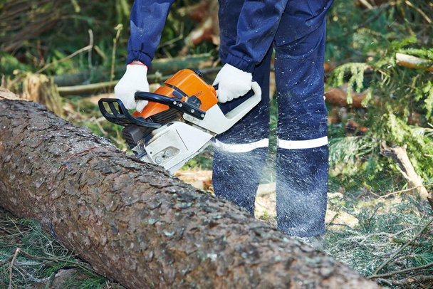 Lumberjack cutting tree in forest - Фото, зображення