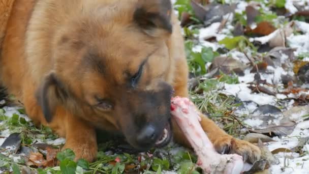 Iso punatukkainen likainen koira, jolla on kipeä silmä, jyrsii ja syö valtavan luun pitäen tassua puistossa lumella. - Materiaali, video
