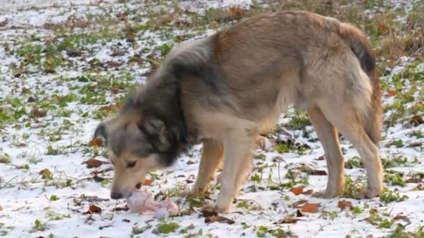 Mooie grote witte hond bijt en eet een enorm bot op de sneeuw in het park - Video