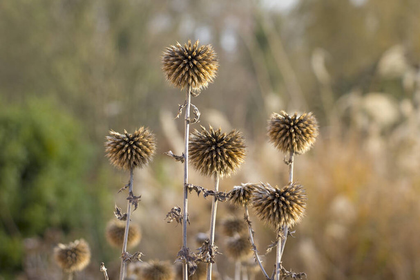 Dried up thistles backlit in warm colors with withered leaves. Nature in autumn. - Photo, Image
