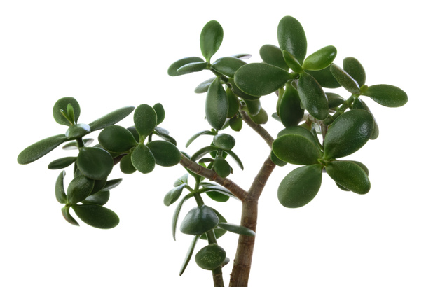 Árvore do dinheiro ou planta de jade suculenta (Crassula ovata) com folha verde isolada sobre fundo branco. - Foto, Imagem