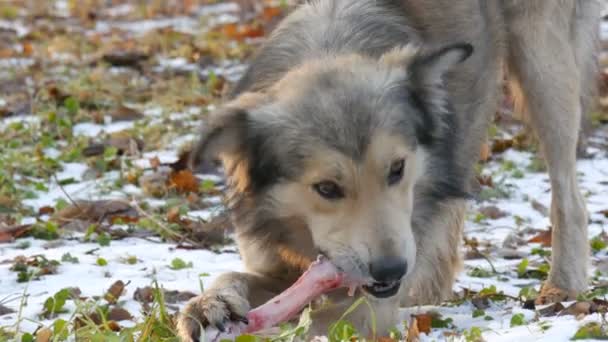 Beau gros chien blanc ronge et mange un énorme os sur la neige dans le parc - Séquence, vidéo