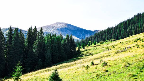 Hoverla Dağı 'na tırmanırken görüntüyü al. Dağ manzarası, ormanlar ve bulutlar. Ukraynalı Karpatlar. Mavi gökyüzü. Doğa manzarası - Fotoğraf, Görsel