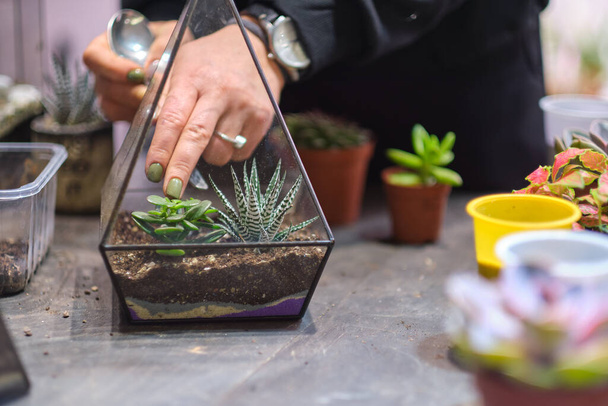 女性は多肉植物のガラスフラリウム花瓶を保持していますミニチュア植物の小さな庭。自宅の屋内植物。DIYのフラリウム。ガラス幾何学的に成長するカラフルな植物 - 写真・画像