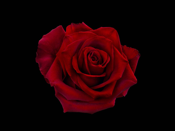 Dark red rose is on black background - Photo, image