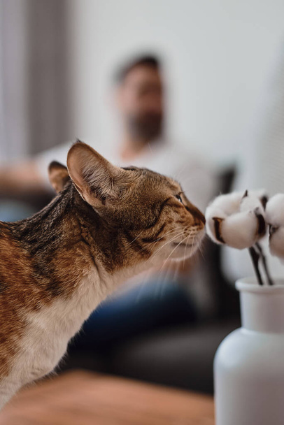 小さな猫の香りの装飾乾燥綿の花瓶に棒、背景にママ。好奇心旺盛なペットのコンセプト - 写真・画像