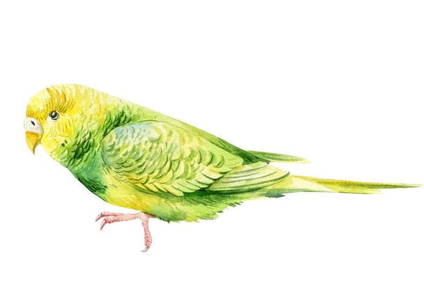 Tropikal kuş, beyaz arka planda yeşil muhabbet kuşları, suluboya papağan, botanik resim - Fotoğraf, Görsel