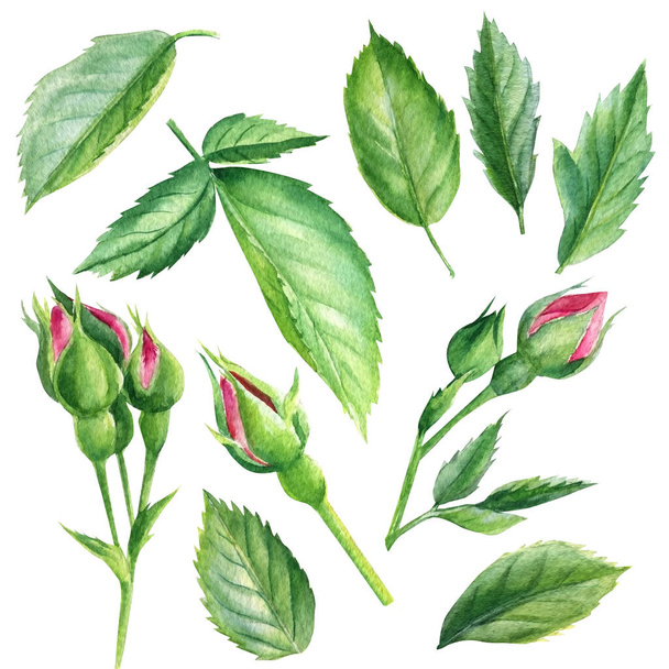 листья и почки на белом фоне, акварель ботаническая живопись - Фото, изображение