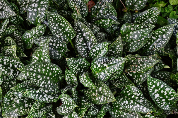 Zielone liście z białymi plamami odmiany Pulmonaria saccharata w tle "lampart" .Pulmonaria saccharata (Mr.) - Zdjęcie, obraz