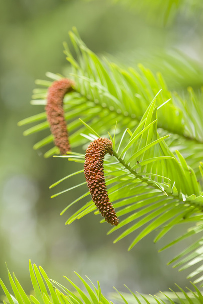 Wollemi pine tree  - Photo, Image