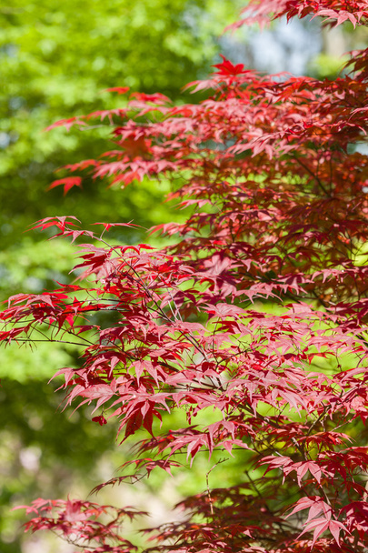 Red leaves of Maple tree - Fotografie, Obrázek